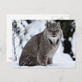 Kanadischer Lynx im Schnee Postkarte (Vorne/Hinten)