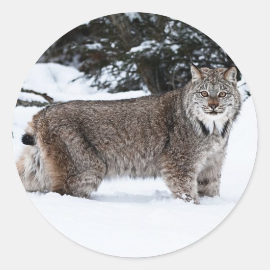 Kanadischer Lynx im Schnee Runder Aufkleber (Vorderseite)