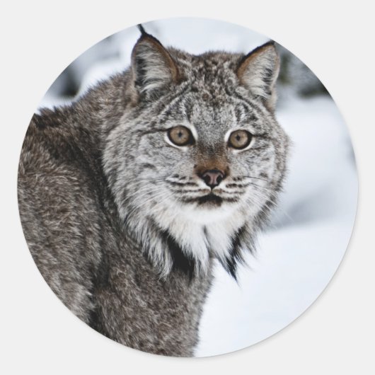 Kanadischer Lynx im Schnee Runder Aufkleber (Vorderseite)