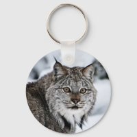 Kanadischer Lynx im Schnee