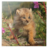Kanadischer Lynx Kitten, Alaska Fliese (Vorderseite)