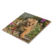 Kanadischer Lynx Kitten, Alaska Fliese (Seite)