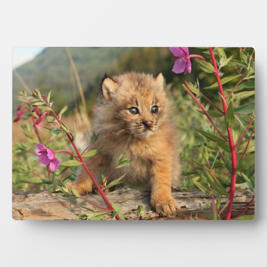 Kanadischer Lynx Kitten, Alaska Fotoplatte (Vorderseite)