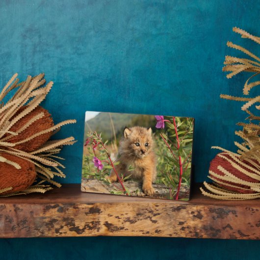 Kanadischer Lynx Kitten, Alaska Fotoplatte (Seite)