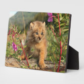 Kanadischer Lynx Kitten, Alaska Fotoplatte (Seite)