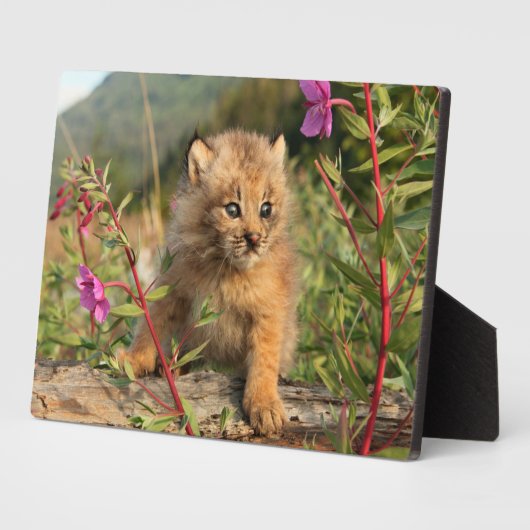 Kanadischer Lynx Kitten, Alaska Fotoplatte (Seite)