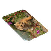 Kanadischer Lynx Kitten, Alaska Magnet (Rechte Seite)