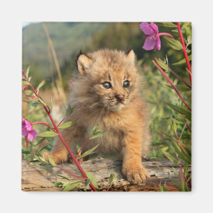Kanadischer Lynx Kitten, Alaska Magnet