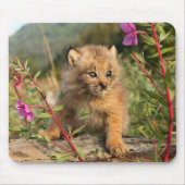 Kanadischer Lynx Kitten, Alaska Mousepad (Vorne)