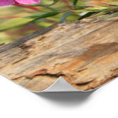 Kanadischer Lynx Kitten, Alaska Poster (Ecke)