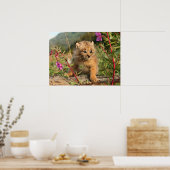 Kanadischer Lynx Kitten, Alaska Poster (Küche)