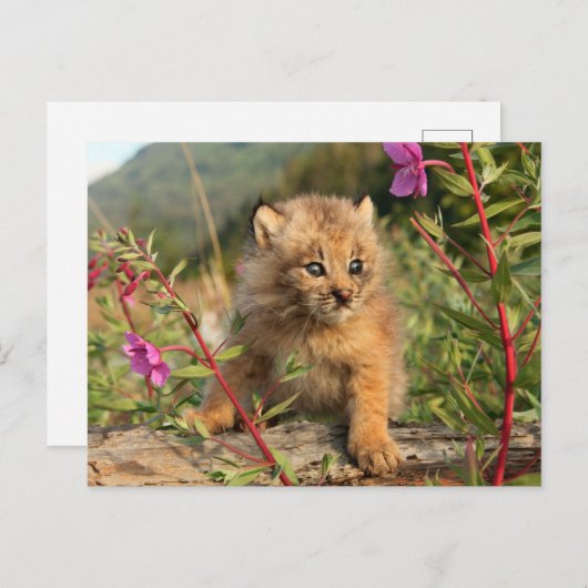 Kanadischer Lynx Kitten, Alaska Postkarte (Vorne/Hinten)