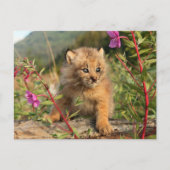 Kanadischer Lynx Kitten, Alaska Postkarte (Vorderseite)