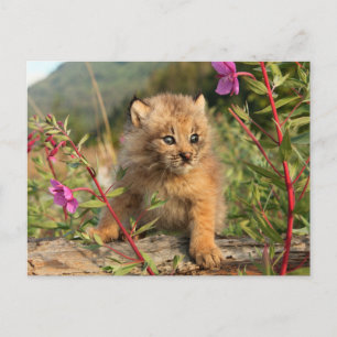 Kanadischer Lynx Kitten, Alaska Postkarte