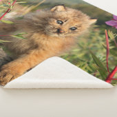 Kanadischer Lynx Kitten, Alaska Sherpadecke (3/4)