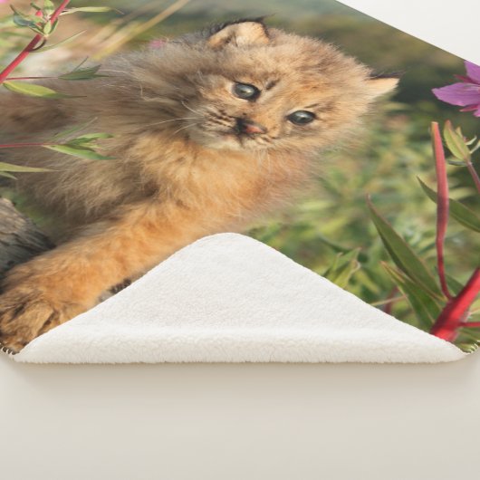 Kanadischer Lynx Kitten, Alaska Sherpadecke (3/4)