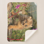 Kanadischer Lynx Kitten, Alaska Sherpadecke (Vorderseite)