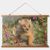 Kanadischer Lynx Kitten, Alaska Wandteppich Mit Holzrahmen (Vorne)