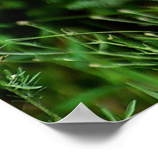 Kanadischer Lynx Kitten auf der Jagd Poster (Ecke)