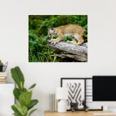 Kanadischer Lynx Kitten auf der Jagd Poster (Heimbüro)