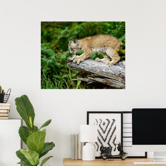 Kanadischer Lynx Kitten auf der Jagd Poster (Heimbüro)