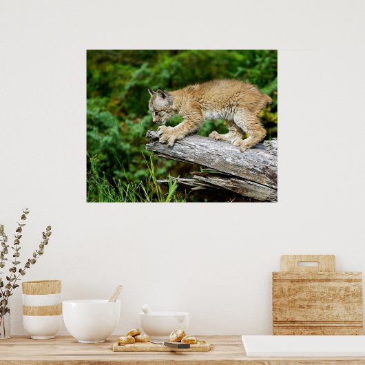 Kanadischer Lynx Kitten auf der Jagd Poster (Küche)