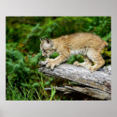 Kanadischer Lynx Kitten auf der Jagd Poster (Vorne)