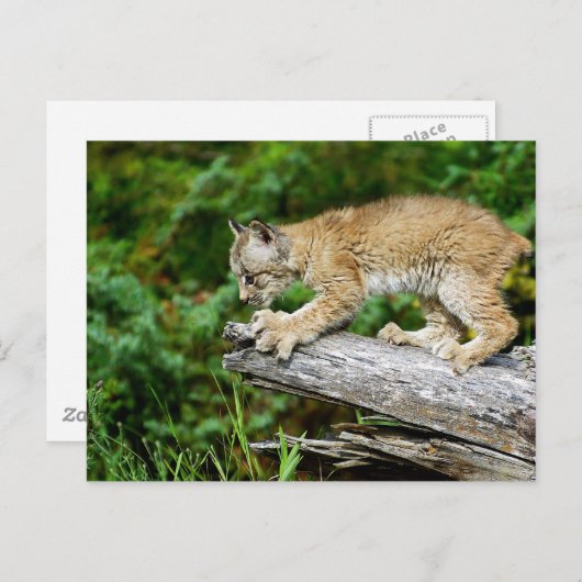 Kanadischer Lynx Kitten bereit zum Pounzieren Postkarte (Vorne/Hinten)