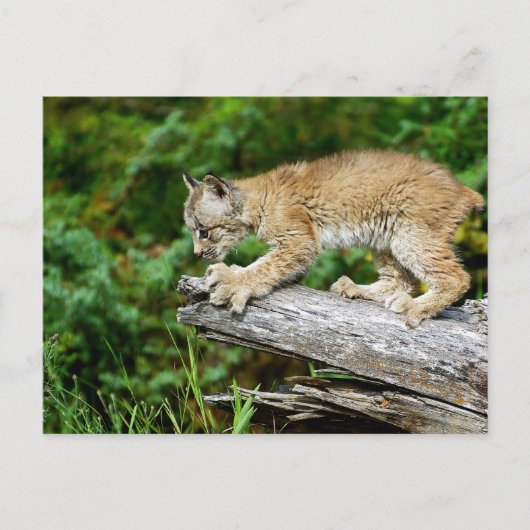 Kanadischer Lynx Kitten bereit zum Pounzieren Postkarte (Vorderseite)