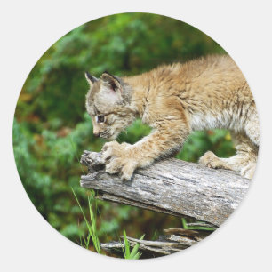 Kanadischer Lynx Kitten bereit zum Pounzieren Runder Aufkleber