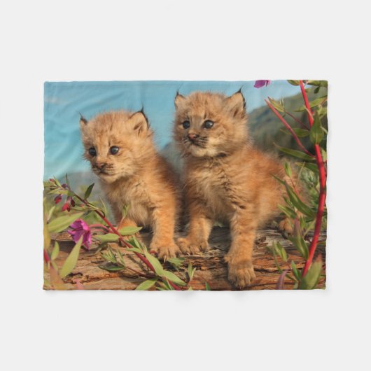 Kanadischer Lynx Kittens, Alaska Fleecedecke (Vorderseite (Horizontal))