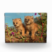 Kanadischer Lynx Kittens, Alaska Fotoblock (Vorderseite)