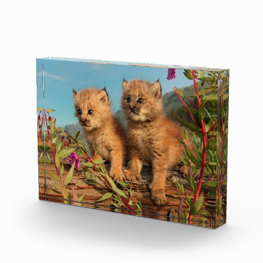 Kanadischer Lynx Kittens, Alaska Fotoblock (Rechts)