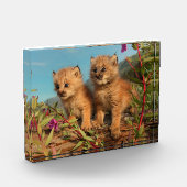 Kanadischer Lynx Kittens, Alaska Fotoblock (Links)