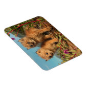 Kanadischer Lynx Kittens, Alaska Magnet (Rechte Seite)