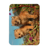 Kanadischer Lynx Kittens, Alaska Magnet (Vertikal)
