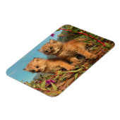 Kanadischer Lynx Kittens, Alaska Magnet (Linke Seite)