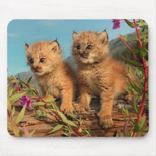 Kanadischer Lynx Kittens, Alaska Mousepad (Vorne)