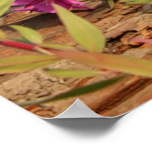 Kanadischer Lynx Kittens, Alaska Poster (Ecke)