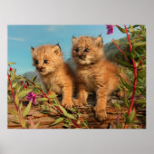 Kanadischer Lynx Kittens, Alaska Poster (Vorne)