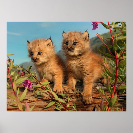 Kanadischer Lynx Kittens, Alaska Poster (Vorne)