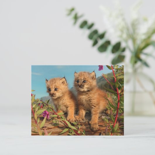 Kanadischer Lynx Kittens, Alaska Postkarte (Stehend Vorderseite)
