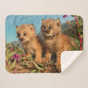 Kanadischer Lynx Kittens, Alaska Sherpadecke