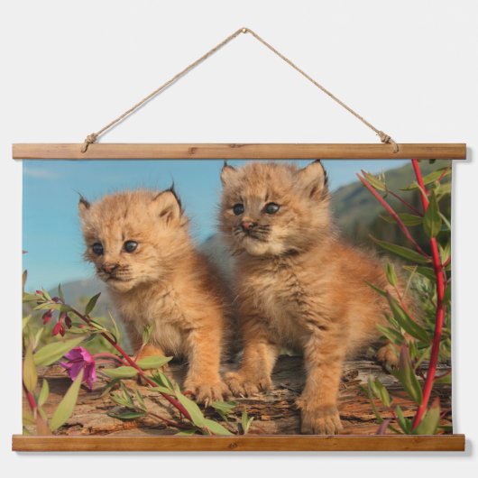 Kanadischer Lynx Kittens, Alaska Wandteppich Mit Holzrahmen (Vorne)