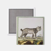 Kanadischer Lynx Magnet (Vorderseite/Rückseite)