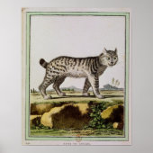 Kanadischer Lynx Poster (Vorne)