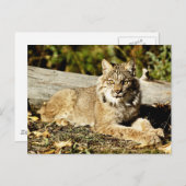 Kanadischer Lynx Postkarte (Vorne/Hinten)
