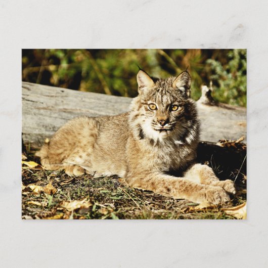 Kanadischer Lynx Postkarte (Vorderseite)