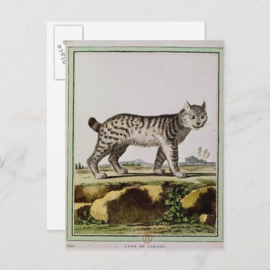 Kanadischer Lynx Postkarte (Vorne/Hinten)