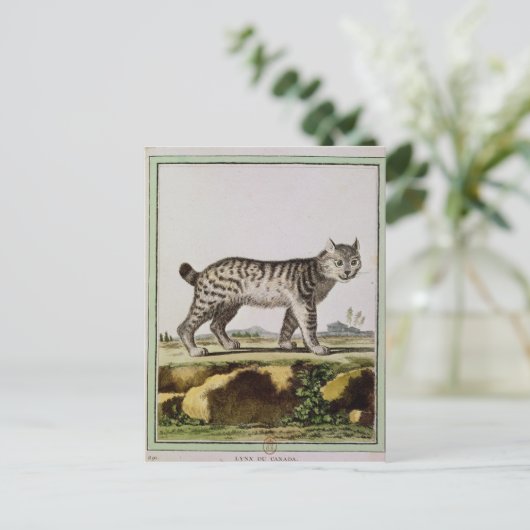 Kanadischer Lynx Postkarte (Stehend Vorderseite)
